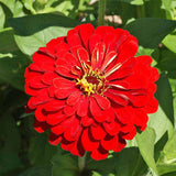 ZINNIA elegans 'Cherry Queen' (Zinnia, Red - Cherry Queen)