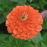 ZINNIA elegans (Zinnia, Coral)