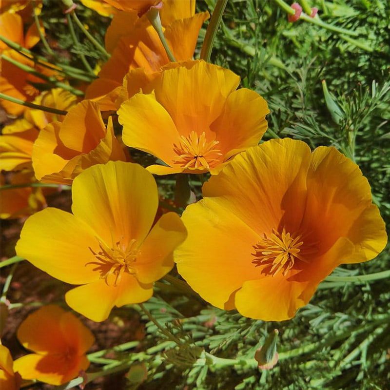ESCHSCHOLZIA californica 'Golden West' (California Poppy, Gold - Golden West)