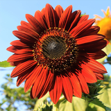 HELIANTHUS annuus 'Chocolate Cherry' (Sunflower - Chocolate Cherry)