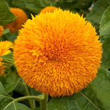 HELIANTHUS Annuus 'Dwarf Sungold' Sunflower, Dwarf Double - Dwarf Sungold (Teddy Bear)