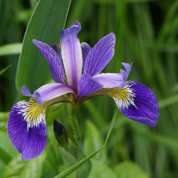 IRIS missouriensis (Wild Blue Iris)