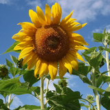 HELIANTHUS Annuus Grey Stripe (Sunflower, Grey Stripe)