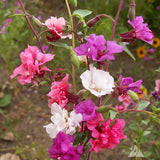 CLARKIA unguiculata (Clarkia)