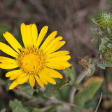 LASTHENIA glabrata (Goldfields)