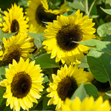 HELIANTHUS Annuus 'Lemon Queen' (Sunflower - Lemon Queen)