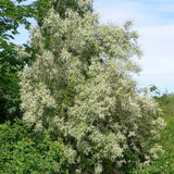 Elaeagnus angustifolia (Russian Olive, Russian Silverberry, Oleaster)