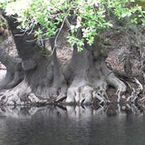 Nyssa ogeche (Ogeechee Tupelo)