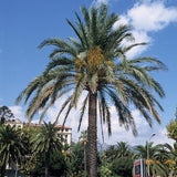 Phoenix dactylifera (Date Palm Tree)