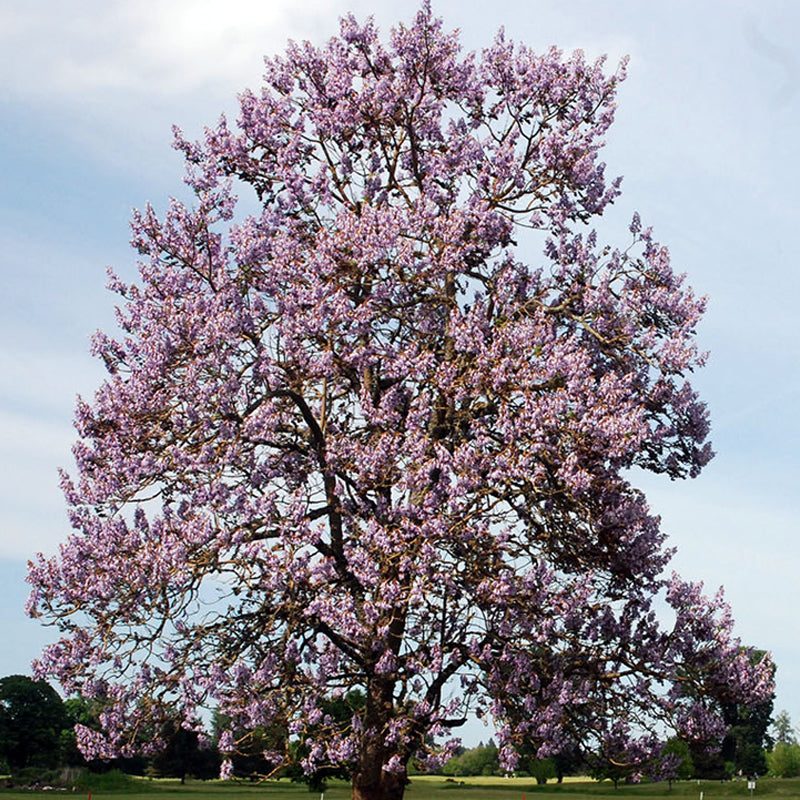 Paulownia tomentosa (Princess tree, Foxglove Tree)