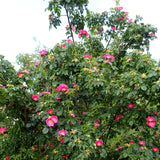 Rosa canina (Brier Rose, Dog Brier, Dog Rose)