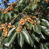 Diospyros lotus (Date Plum Persimmon, Caucasian Persimmon)