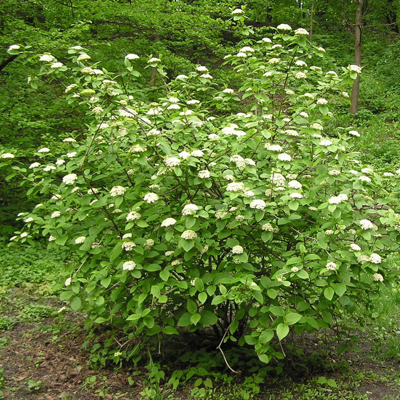 Viburnum lantana (Twistwood, Wayfaring Tree)