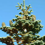 Abies magnifica shastensis (Shasta Red Fir)