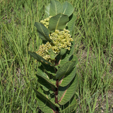 ASCLEPIAS latifolia (Broadleaf Milkweed)