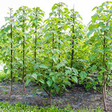 Paulownia catalpifolia (Catalpa Paulownia)