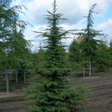 Cedrus libani (Lebanon Cedar)