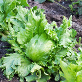 Hanson Improved, Batavian Lettuce  (Lactuca sativa)