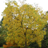 Juglans nigra Southern (Southern Black Walnut)