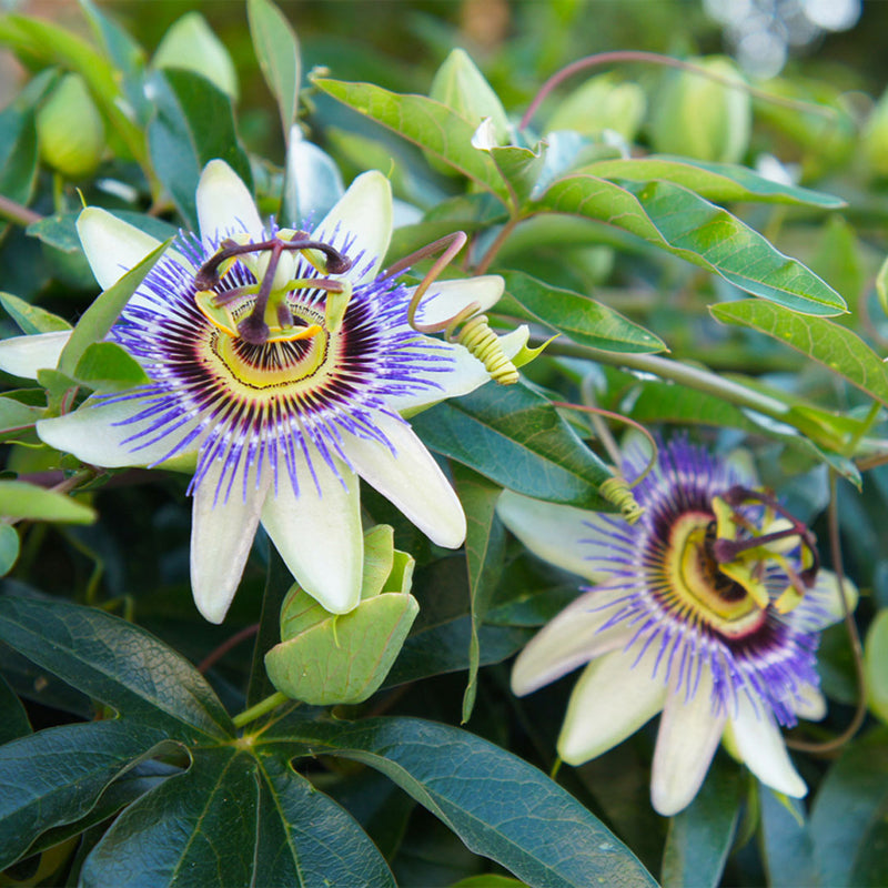 blue crown passion flower seeds Passiflora caerulea (Bluecrown Passionflower, BLUE Passion Flower) 4 Grams (~280 Seeds)