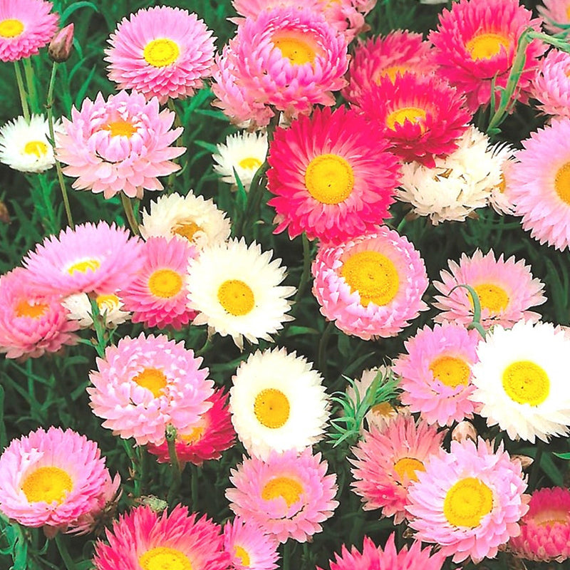 Outsidepride Helipterum Rose Paper Daisy Everlasting Flowers Great for  Dried Floral Arrangements - 1000 Seeds