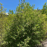 Prunus virginiana (Black Chokecherry, Black Choke cherry)