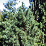 Pinus koraiensis (Korean Pine)