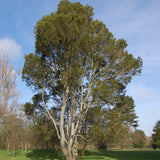 Pinus bungeana (Bunge's Pine, Lace Bark Pine, White-Barked Pine)