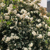 Viburnum tinus (Laurustine, Laurustinus Viburnum)