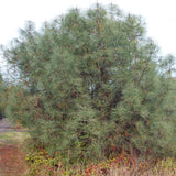 Pinus sabiniana (California Foothill Pine, Digger Pine)