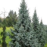 Picea retroflexa (Brush Needle Spruce, Tapao Shan Spruce, Green Dragon Spruce)