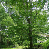 Fagus americana (grandifolia) (American Beech)