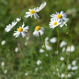 Chamomile, German (Matricaria recutita)