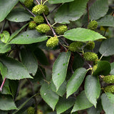 Betula lenta (Sweet Birch)