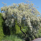 Elaeagnus commutata (American Silverberry, Wolf Willow)