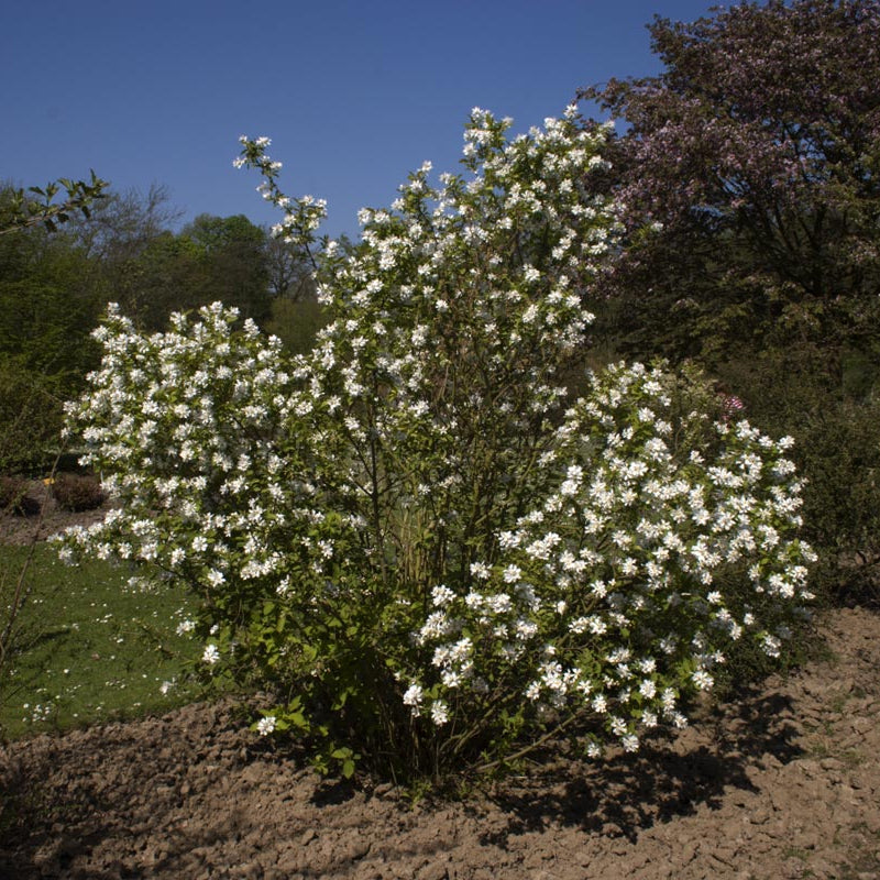 Exochorda serratifolia (Sawtooth Pearlbush)
