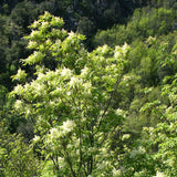 Fraxinus ornus (Flowering Ash)