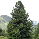 Pinus cembra (Arolla Pine, Cembran Pine, Swiss Stone Pine)