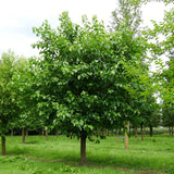 Morus alba (White Mulberry)