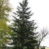 Pseudotsuga menziesii, NM Lincoln (Douglas Fir (NM Lincoln))