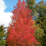 Acer rubrum Northern wings (Red Maple)