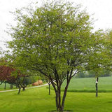 Crataegus cordata (phaenopyrum) (Washington Hawthorn, Bigfruit Hawthorn, Broad-leaved Thorn, Mountain Hawthorn, Thornapple)