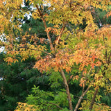 Acer mandshuricum d.w. (Manchurian Maple)