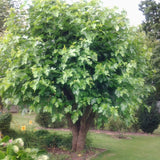 Morus nigra (Black Mulberry)