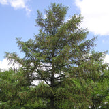 Larix sibirica (Siberian Larch)