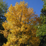 Fraxinus pennsylvanica (Green Ash)