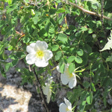 Rosa laxa (Laxa Rose)