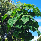 Paulownia fortunei (Dragon Tree)