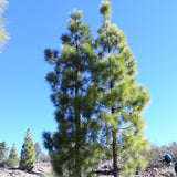 Pinus canariensis (Canary Island Pine, Canary Pine)
