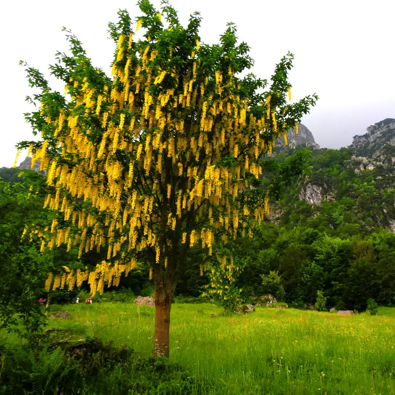Green Tree Chain Dwarf Golden Chain Tree